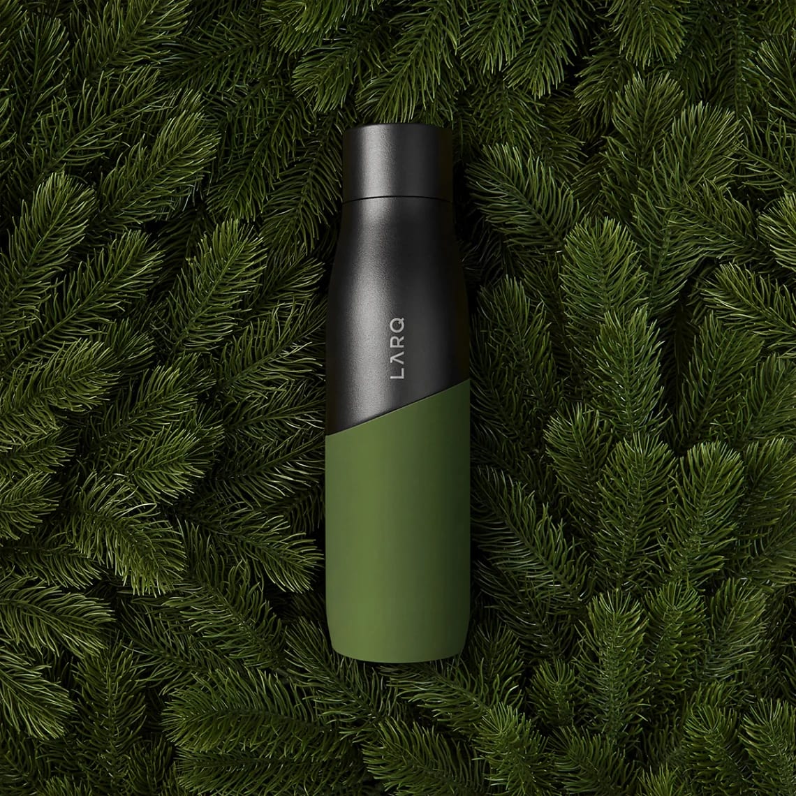 Black_Pine